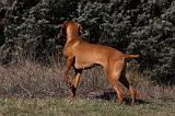 VIZSLA poil court 053